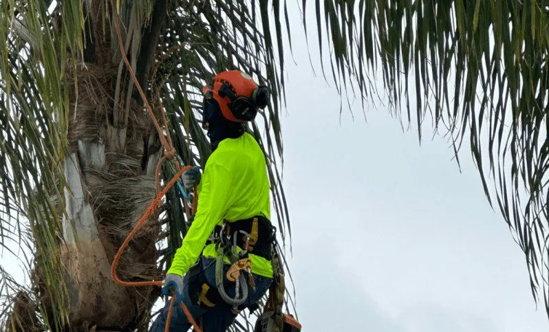 Worker wearing a helmet and harness beside a palm trunk
